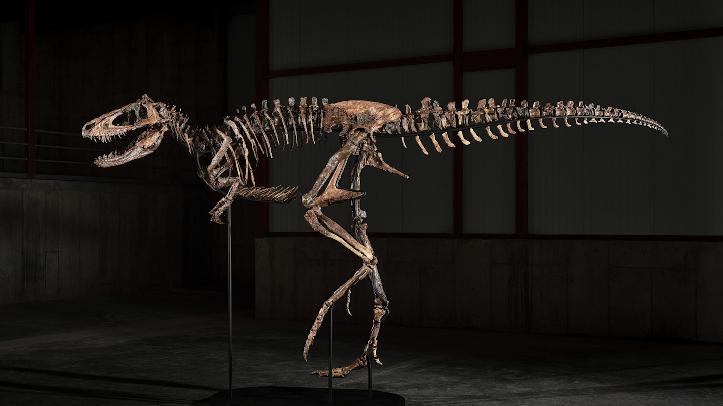 The skeleton of a Nanotyrannus