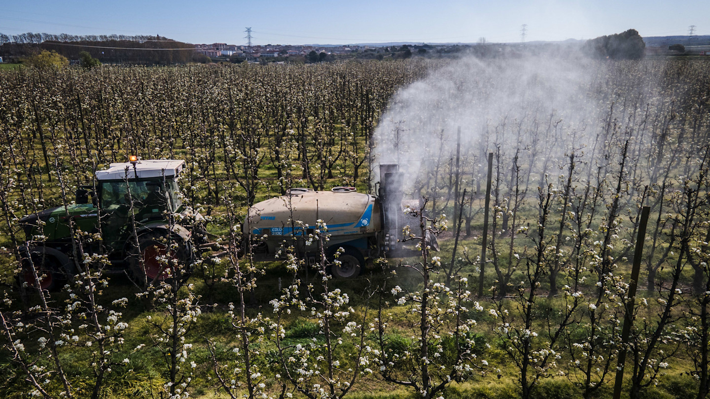 A tractor sprays insecticide over rows of blossoming pear trees in a large orchard near Lleida, Spain.