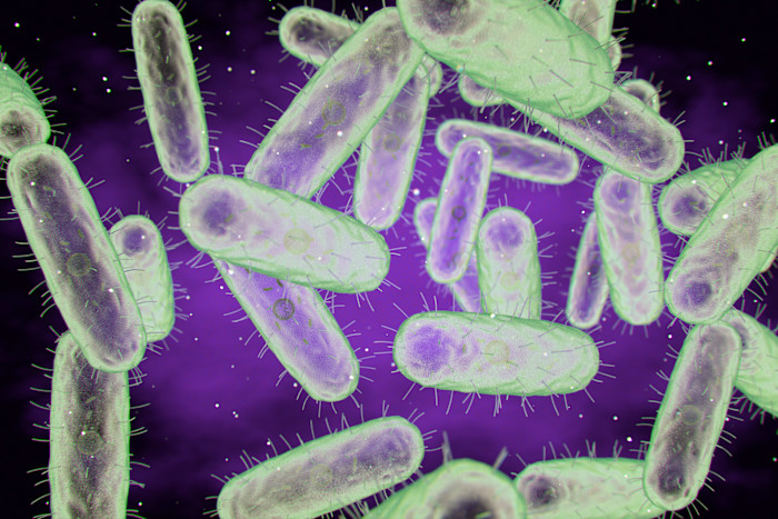 An illustration showing rod-shaped Yersinia pestis bacteria with a green outline and spiky surface against a purple background.
