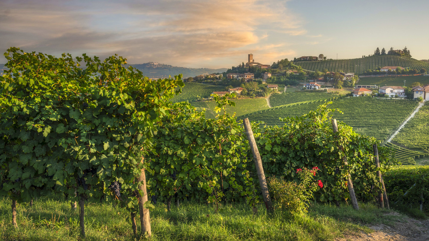 Sunrise over lush Nebbiolo vineyards with rows of grapevines, Barbaresco village and a medieval tower on a hilltop in Langhe, Italy.