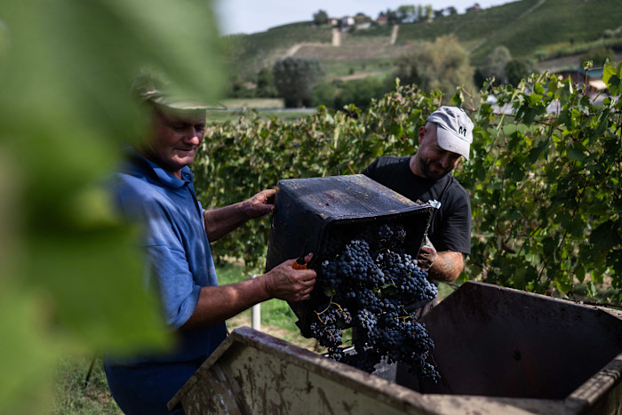 Two workers empty a large container of dark Barbera grapes into a bin in a vineyard, surrounded by green vines.