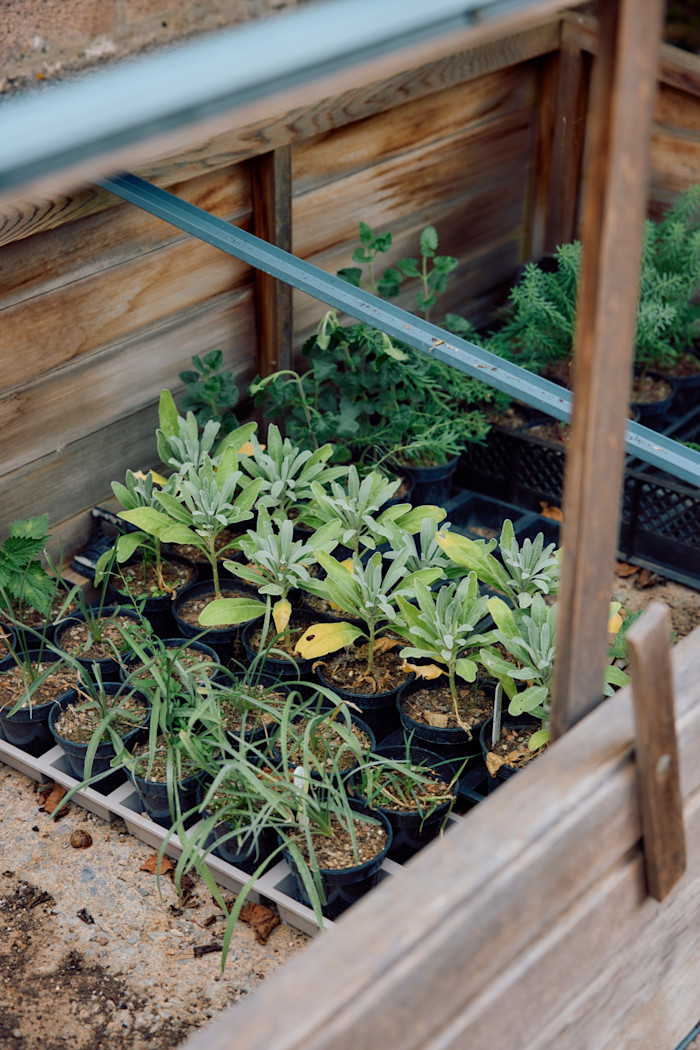 Pots of seedlings, which Pearson grows enough of to be able to gift them to friends