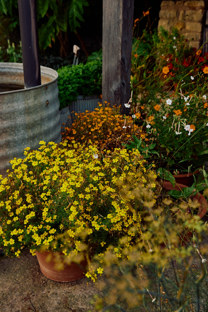 Marigolds by the water butt on the terrace of the outdoor kitchen and eating area