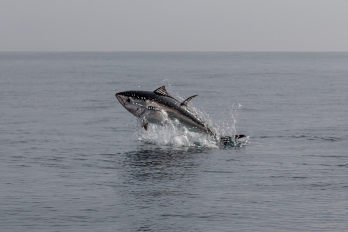 Bluefin tuna off the coast of Devon