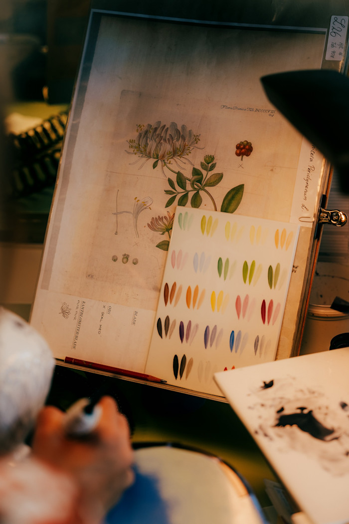A reference drawing on the desk of a Flora Danica painter