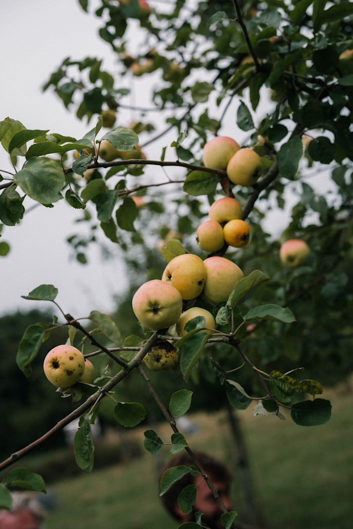 Cider apples in Seal’s orchard