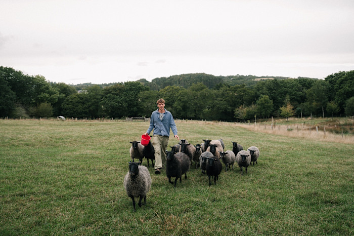 Ned with sheep on the farm