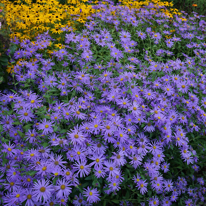 Clusters of purple daisy-like flowers with yellow centres in the foreground, with yellow flowers in the background.