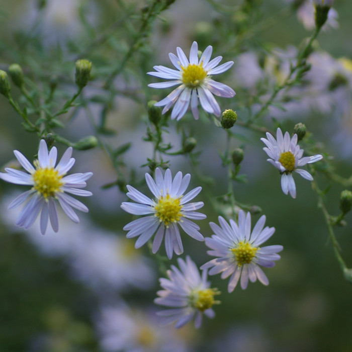 Light purple daisy-like flowers with yellow centres and green stems in soft focus.