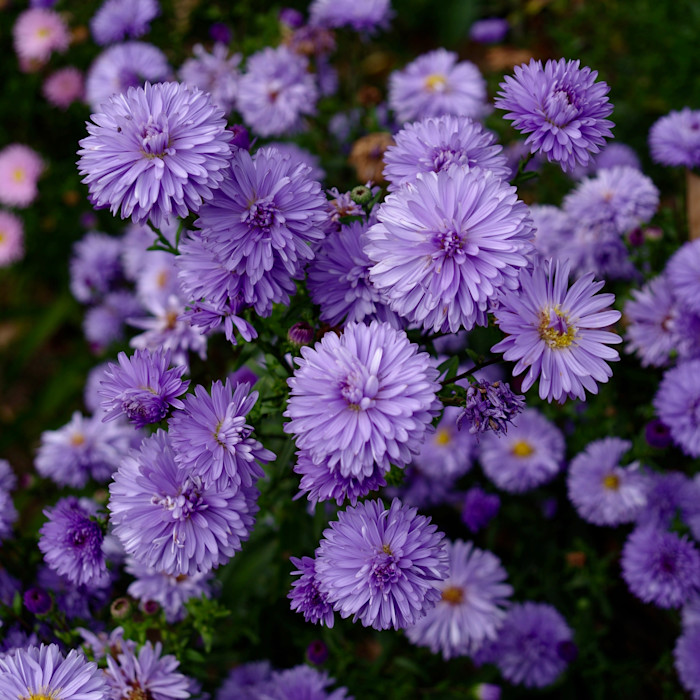 Clusters of Marie Ballard aster flowers with dense lavender-purple petals bloom in a garden setting.