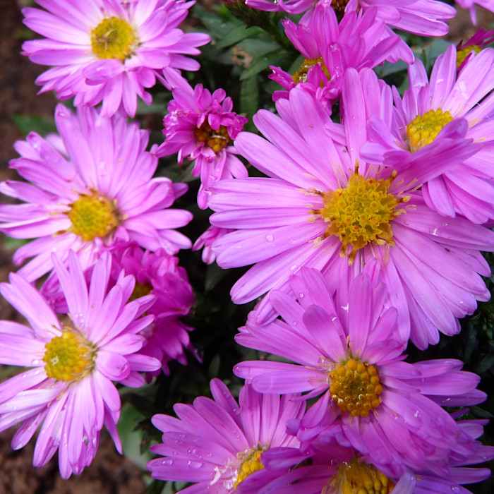Clusters of bright pink daisy-like Rosenwitchel flowers with yellow centers and fresh water droplets on the petals.