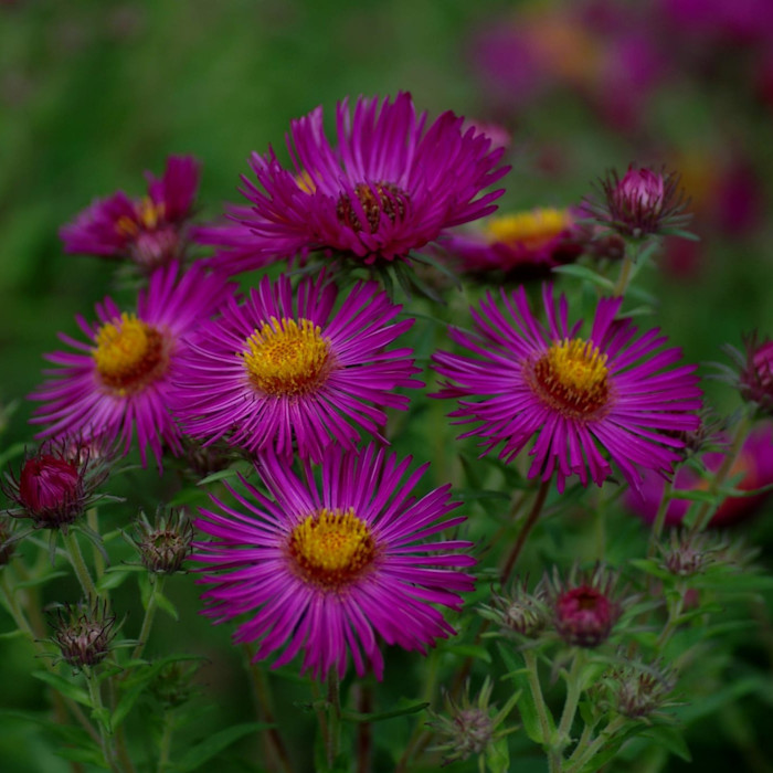 Bright magenta Primrose Upward flowers with yellow centres blooming among green foliage.