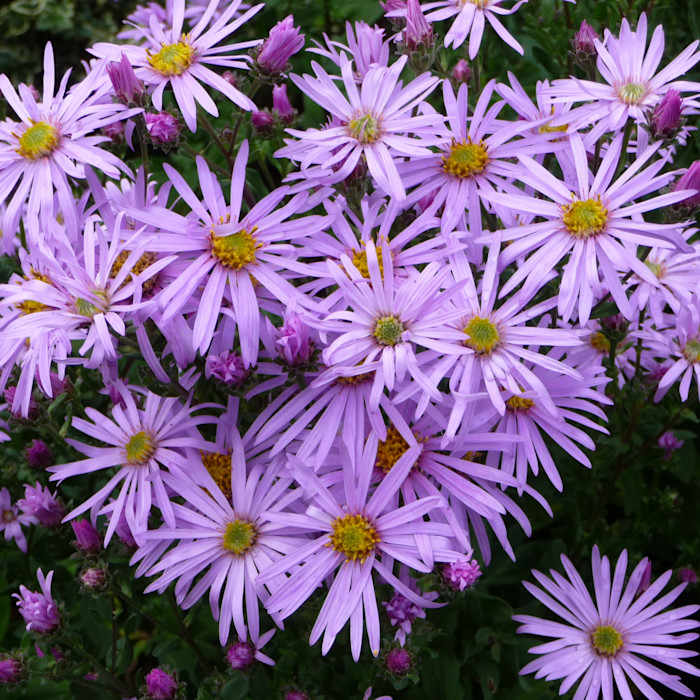 Clusters of purple daisy-like flowers with yellow centres, identified as Cotswold Gem asters, in full bloom.