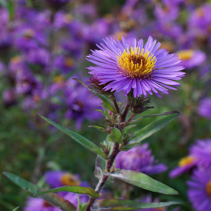 A close-up of a Barr's Violet flower with purple petals and a yellow centre, surrounded by green leaves and more purple flowers in the blurred background.