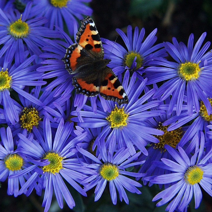 A tortoise-shell butterfly rests on vivid purple aster flowers with yellow centres.