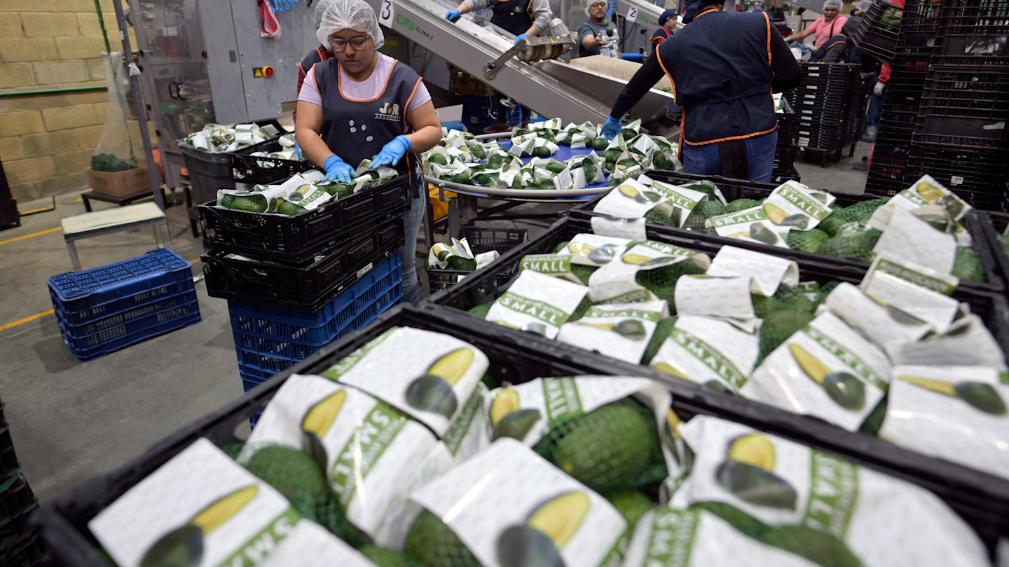 Workers pack avocados in mesh bags and stack them in plastic crates at a facility, with conveyor belts and other workers visible in the background.