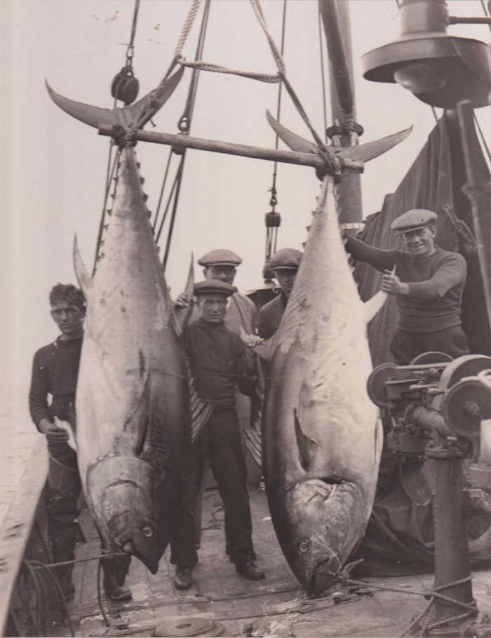 Two bluefin tuna caught in Scarborough harbour onboard a local trawler fishing boat, late 1930s