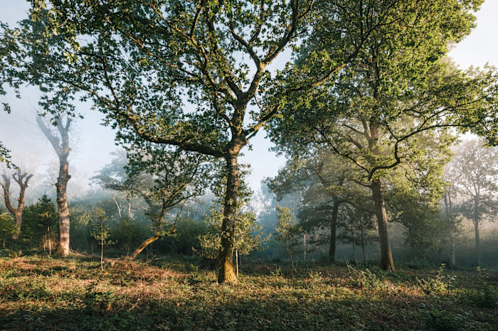 Bonsley Wood near Durweston, Dorset