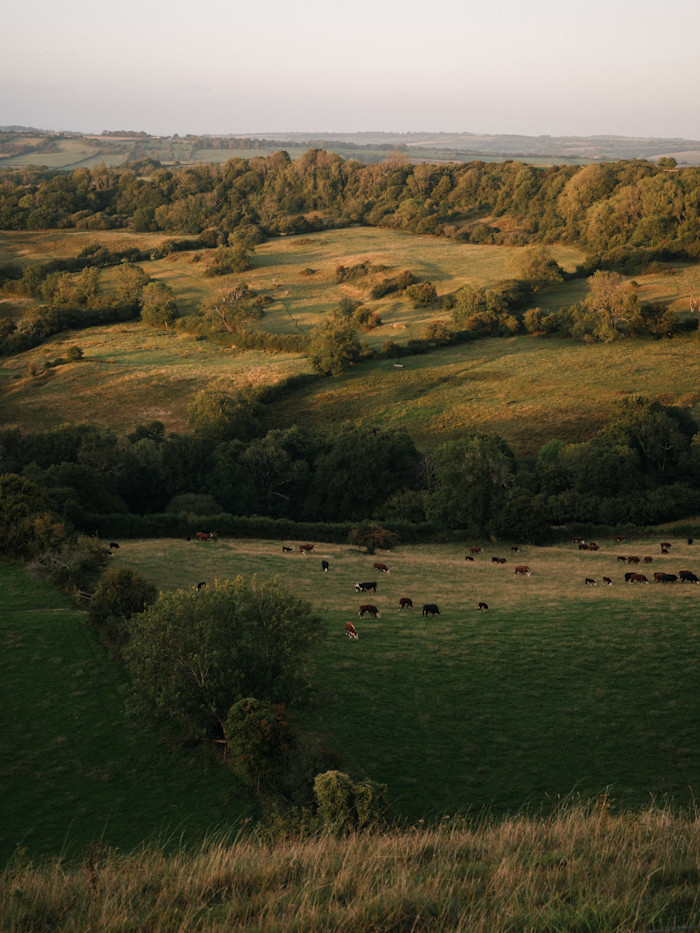 A view from Eggardon Hill, Dorset