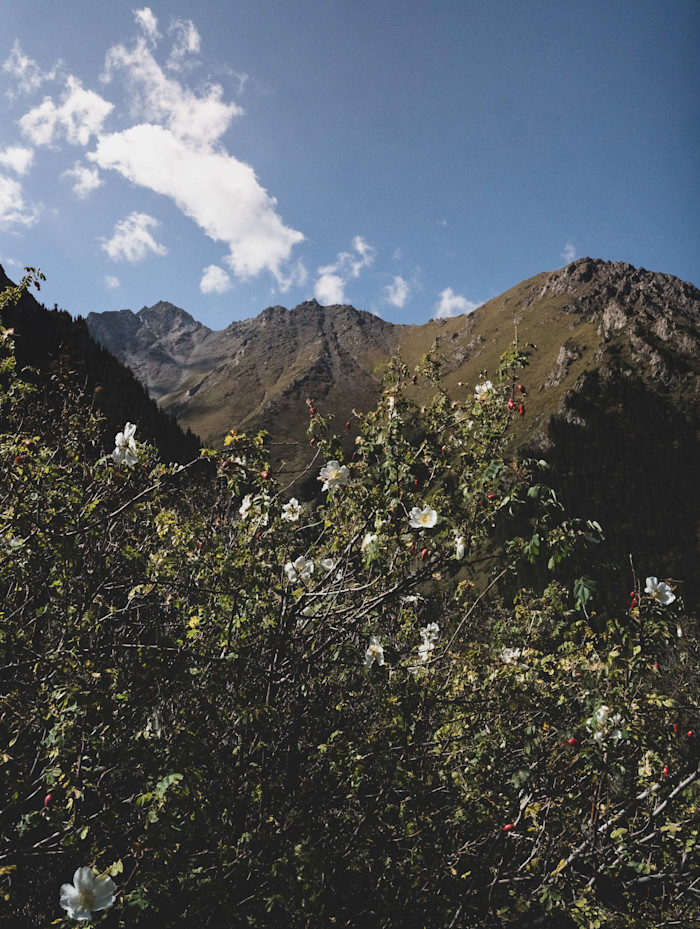 Wild rose bushes with white flowers and red rose hips in the foreground, with rugged mountain peaks under a blue sky.