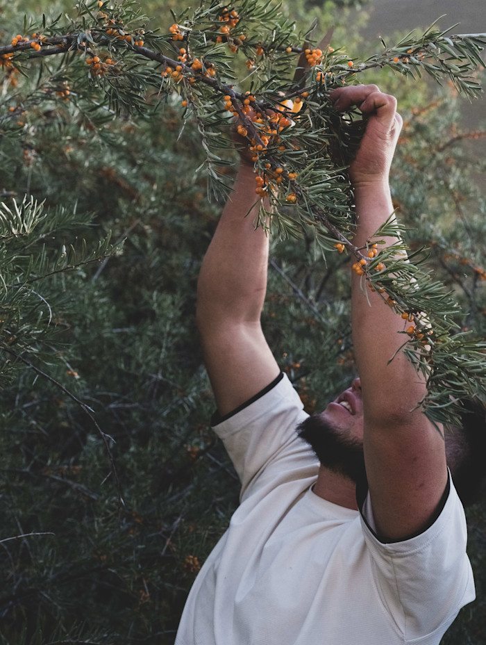 A person in a white shirt reaches up to pick bright orange sea buckthorn berries from a leafy branch.