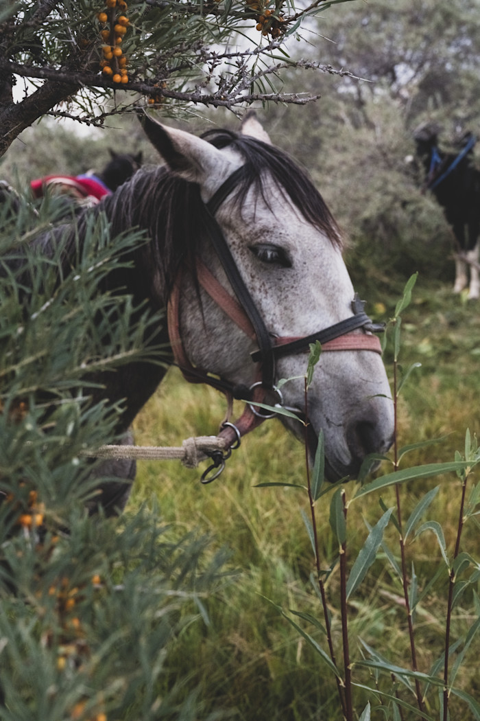 A horse with a harness on stands by a tree
