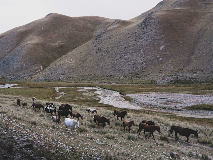 A herd of horses moves across a grassy plain with hills and a winding stream in the background.