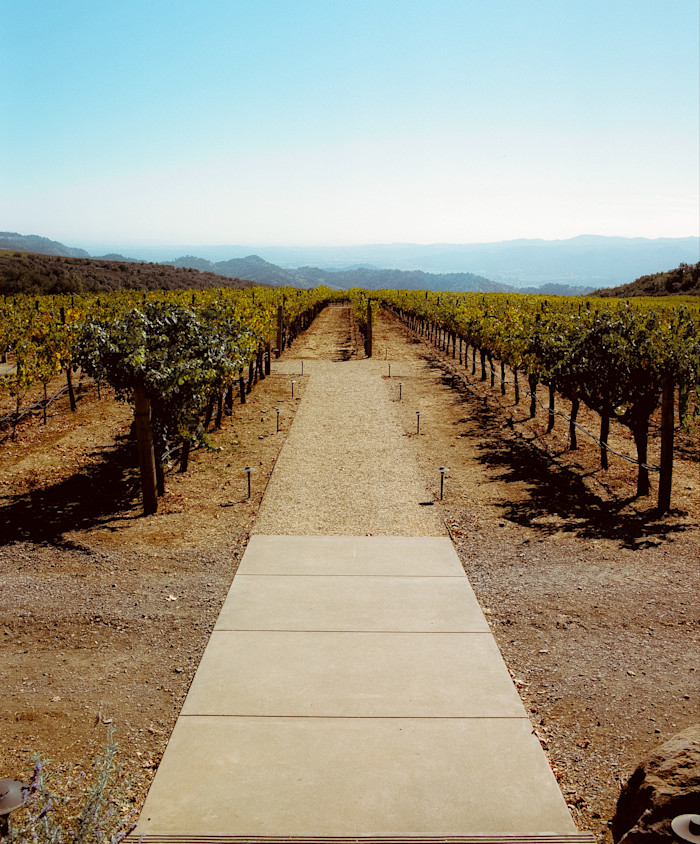 A straight pathway runs between neatly planted rows of grapevines on a sunlit hillside, with rolling hills and hazy mountains in the distance beneath a clear blue sky.