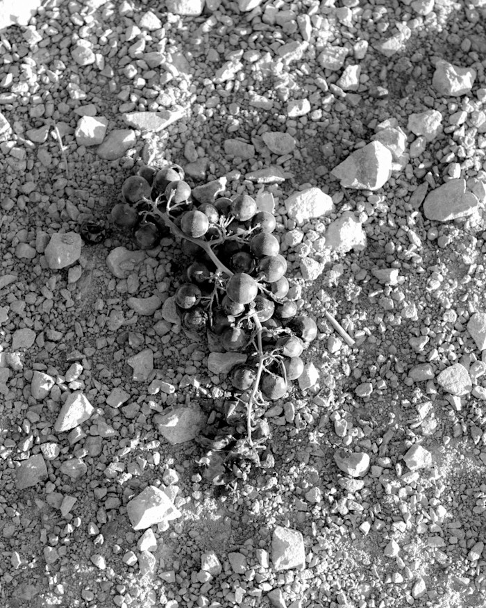 Black-and-white photograph of a bunch of dark grapes lying on dry, rocky ground scattered with stones and gravel.