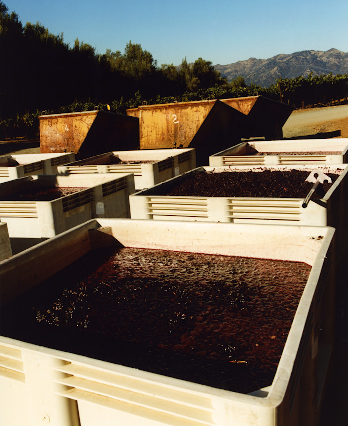Large white bins filled with harvested dark grapes stand in rows outdoors, with rust-coloured metal containers, trees and mountains in the background.