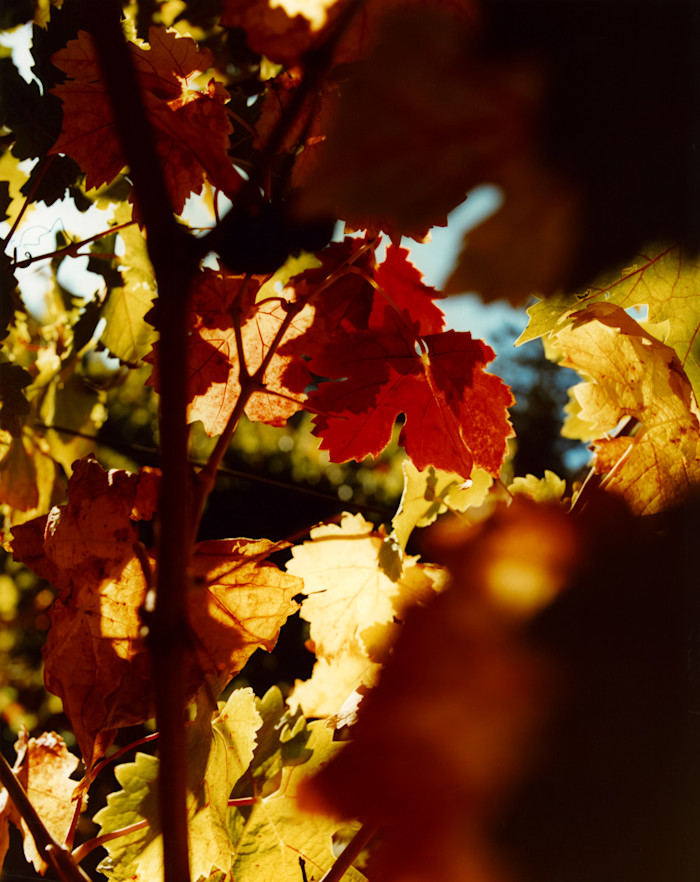 Close-up of red, orange and golden yellow grapevine leaves glowing in autumn sunlight.