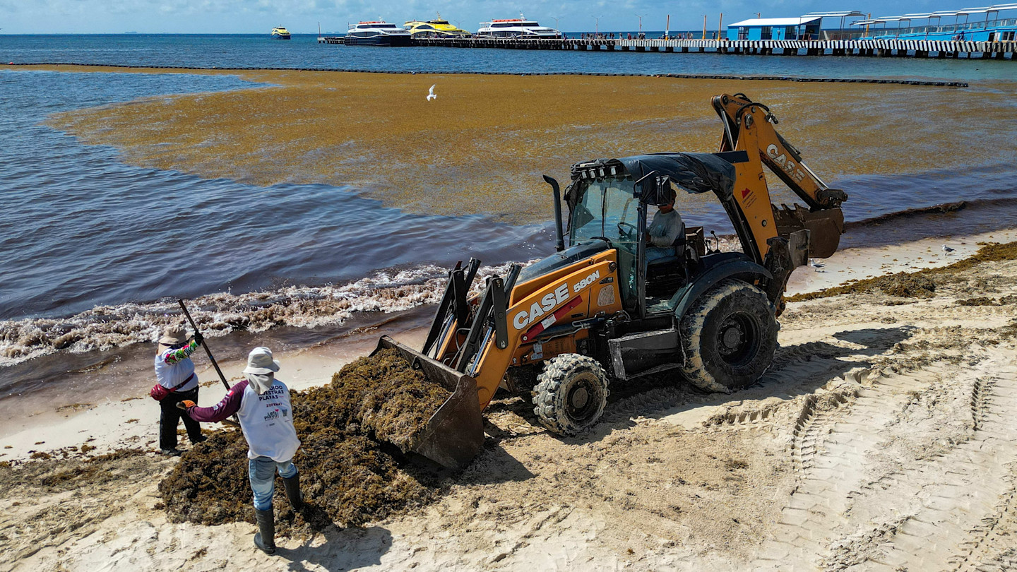 Municipal workers removing piles of seaweed from the shore, with more brown seaweed visible floating in the water.