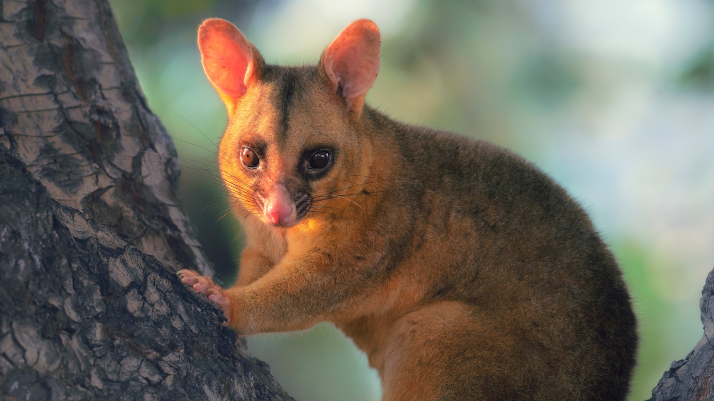 A golden-coloured possum clings to a tree branch in warm sunlight