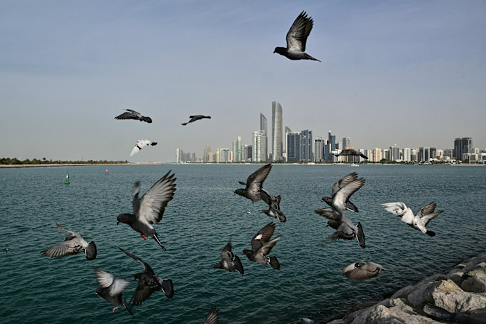 A flock of pigeons flies over water with the Abu Dhabi skyline visible in the background.