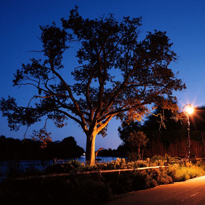 A large tree illuminated by a streetlamp on a quiet road at night, with a deep blue sky in the background.