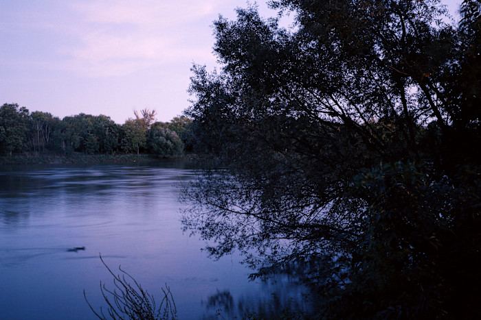 The Thames River at dusk, surrounded by dense trees, with a single bird or animal swimming in the water.